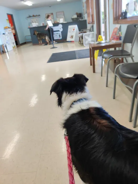 River City Pet Hospital Picture 6