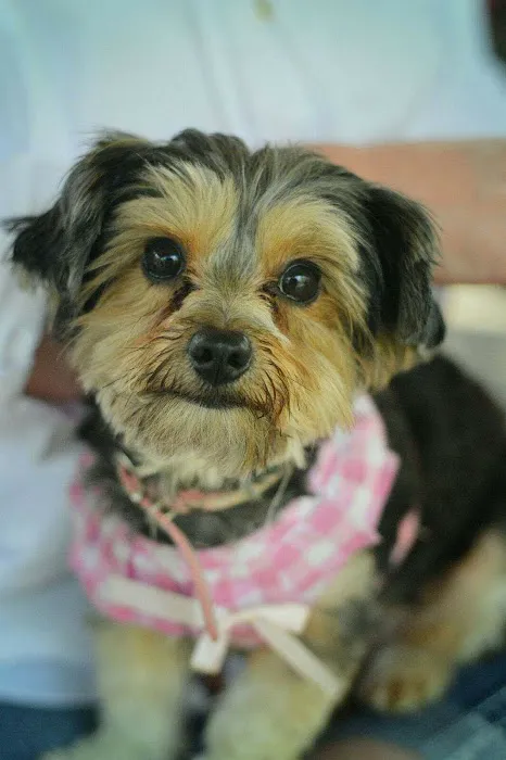 River City Pet Hospital Picture 7