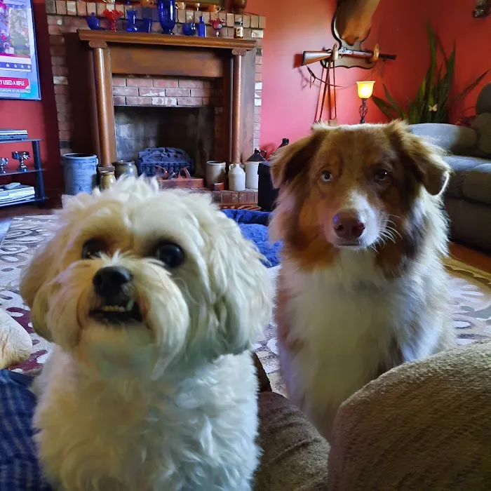 Williamstown Animal Hospital Picture 2