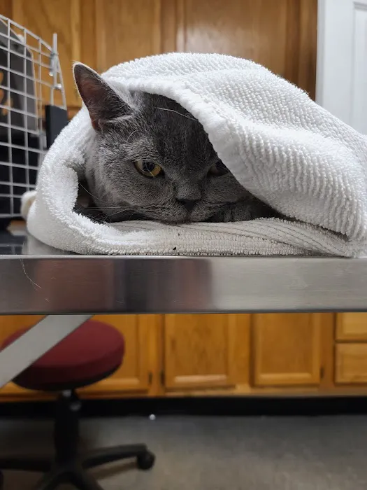 Williamstown Animal Hospital Picture 7