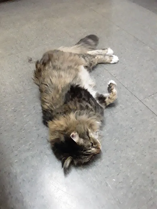 Williamstown Animal Hospital Picture 10