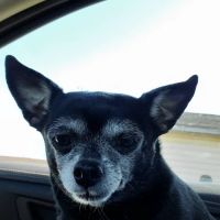 Ritchie County Vet Clinic ico