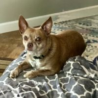 Parkersburg Veterinary Hospital ico
