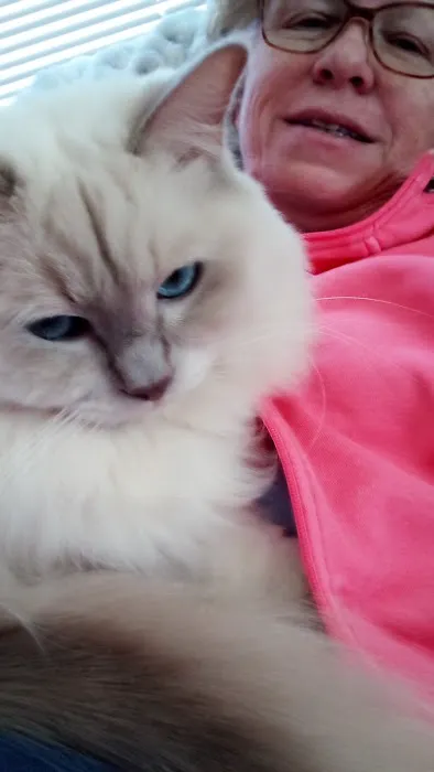 Acaramia Ragdolls of WV Picture 3