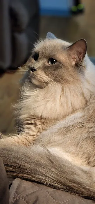Acaramia Ragdolls of WV Picture 2
