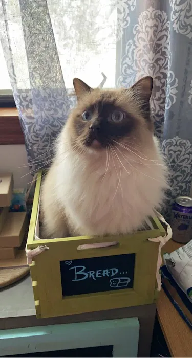 Acaramia Ragdolls of WV Picture 1