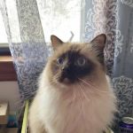 Acaramia Ragdolls of WV