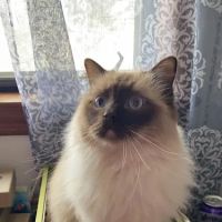Acaramia Ragdolls of WV ico