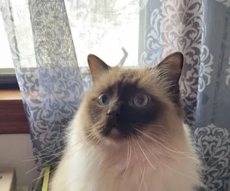 Acaramia Ragdolls of WV