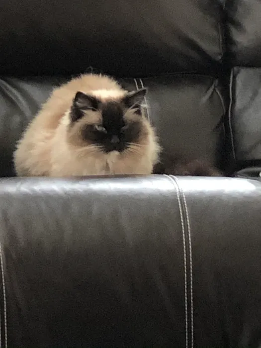 Acaramia Ragdolls of WV Picture 4