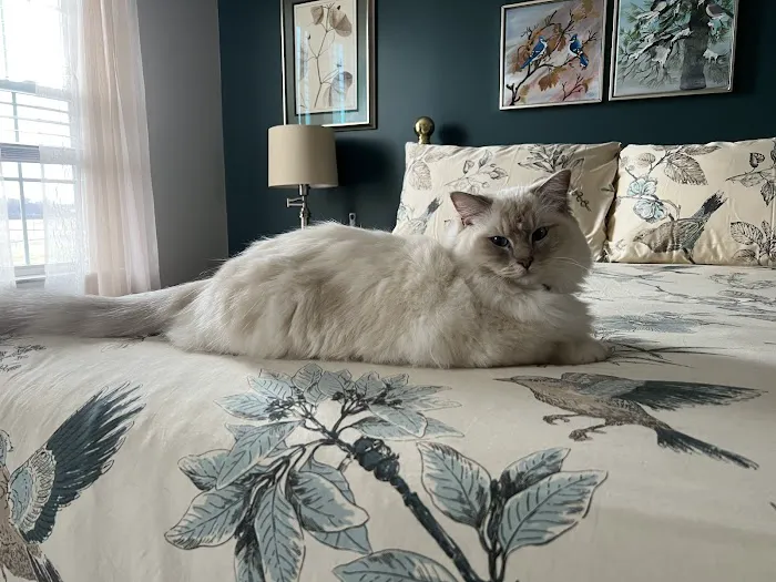Acaramia Ragdolls of WV Picture 6