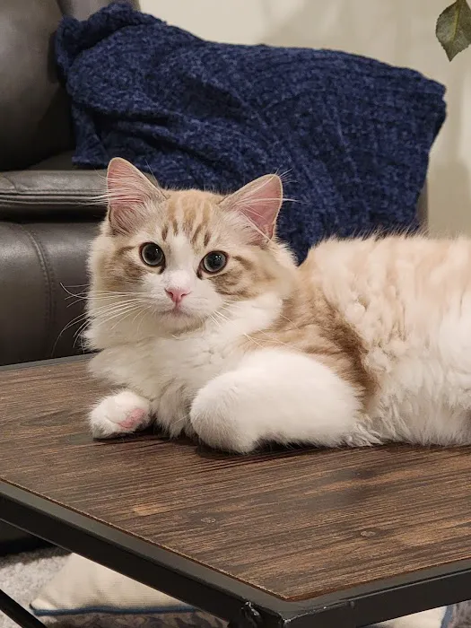 Acaramia Ragdolls of WV Picture 8