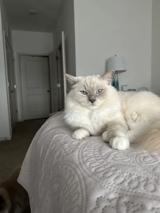 Acaramia Ragdolls of WV Picture 9