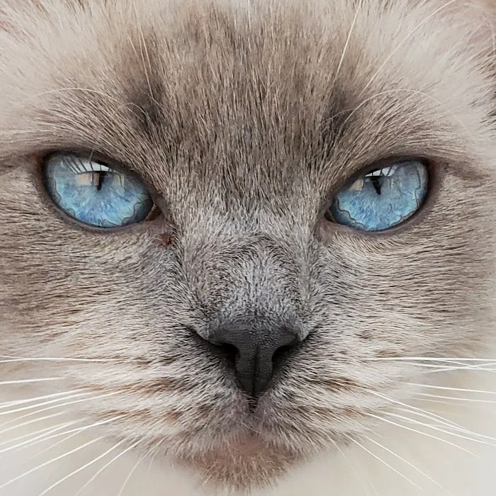Acaramia Ragdolls of WV Picture 10