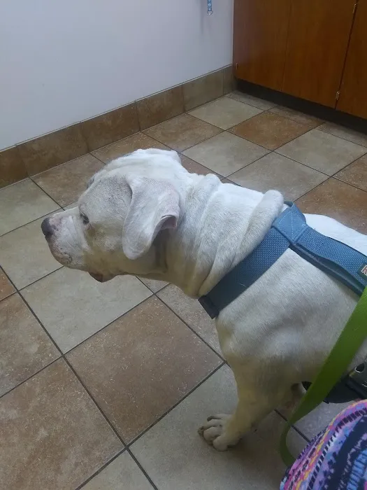 Banfield Pet Hospital Picture 7