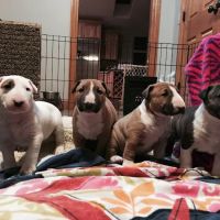 Lake Cable Animal Hospital ico