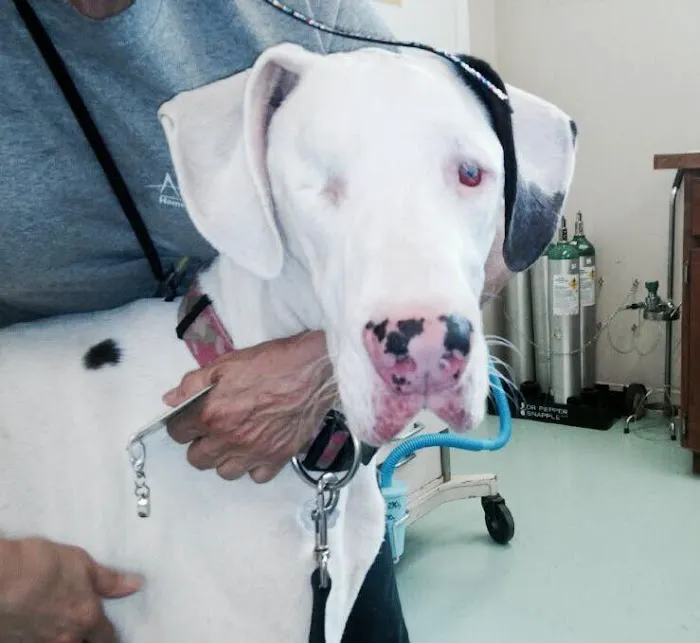 Lake Cable Animal Hospital Picture 5