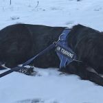 Companion Pet Care Clinic