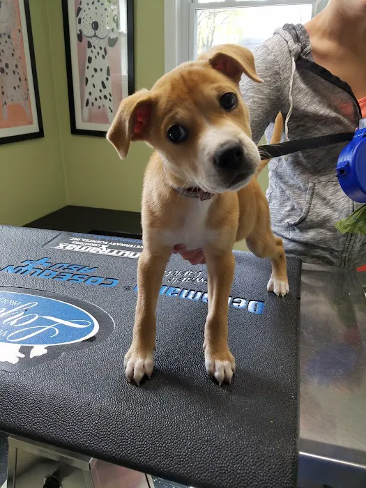 Aquadale Veterinary Clinic Picture 10
