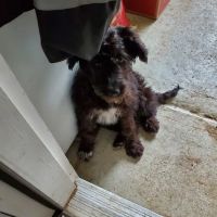 Pleasant Valley Veterinary Clinic ico