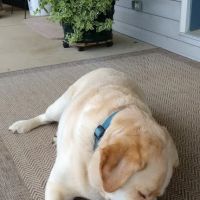 Coshocton Veterinary Clinic LLC ico
