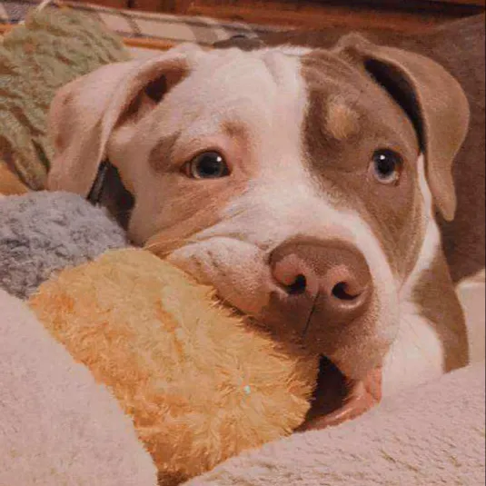 A-1 Vet Care Picture 1