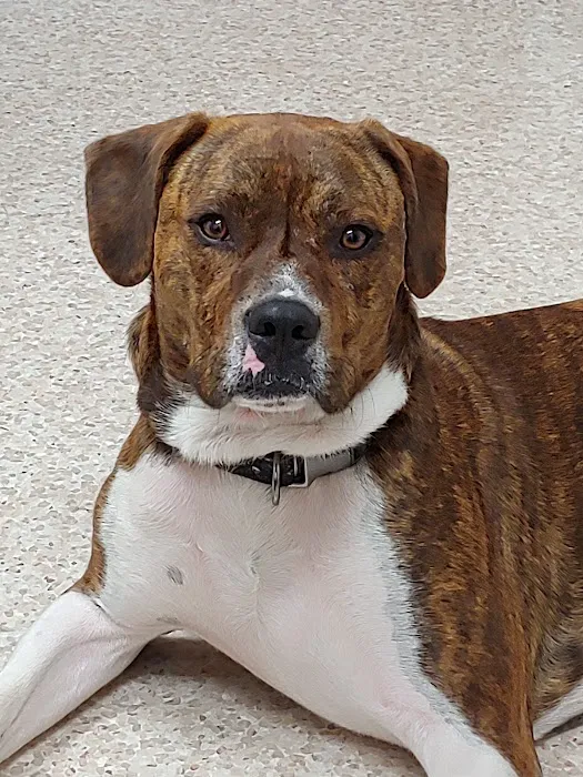 A-1 Vet Care Picture 6