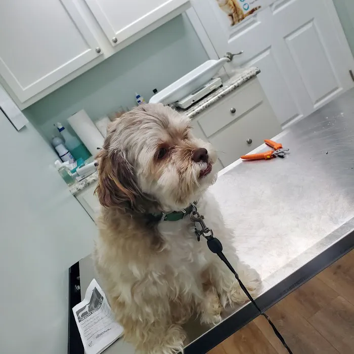 A-1 Vet Care Picture 3