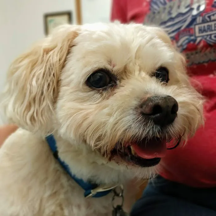 A-1 Vet Care Picture 4