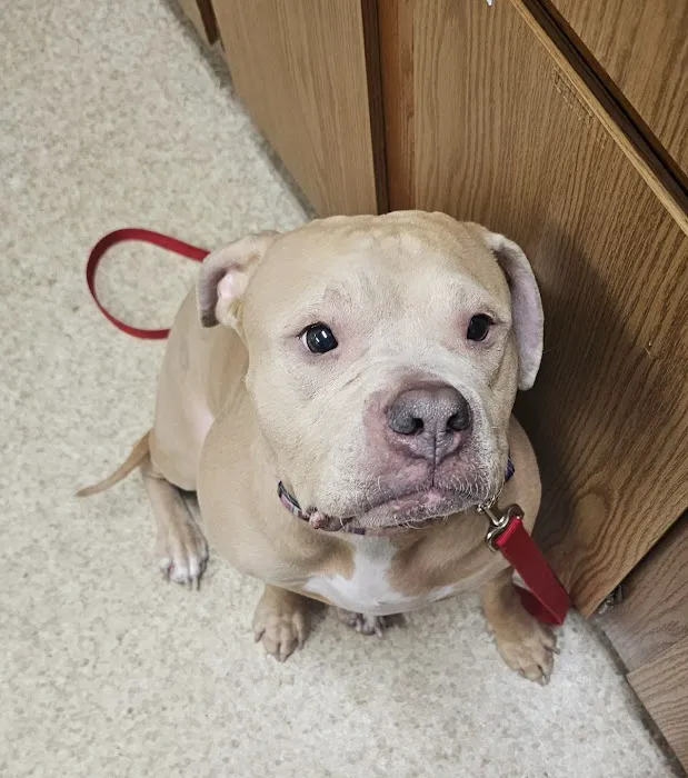 A-1 Vet Care Picture 8