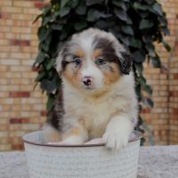 East Holmes Veterinary Clinic ico