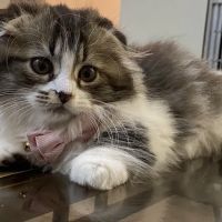 Anderholm Veterinary Clinic ico
