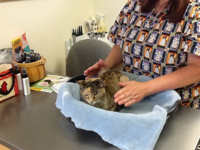 Holistic Veterinary Practice - Pamela Fisher, DVM Picture 1