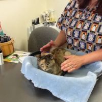 Holistic Veterinary Practice - Pamela Fisher, DVM ico