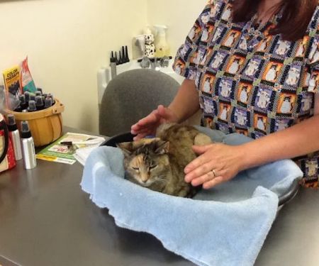 Holistic Veterinary Practice - Pamela Fisher, DVM