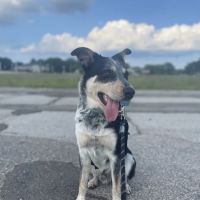 Uniontown Veterinary Clinic ico