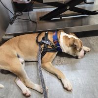Mogadore Veterinary Hospital ico