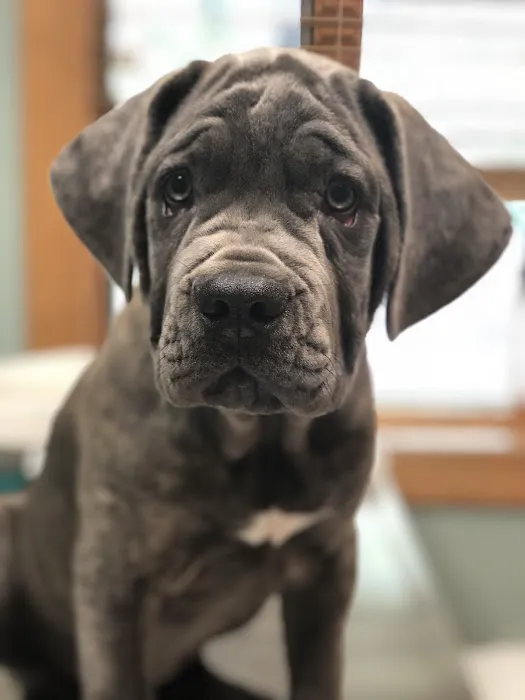 Mogadore Veterinary Hospital Picture 4