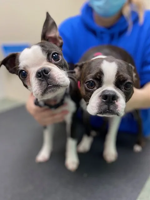 VCA Green Animal Hospital Picture 3