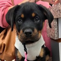 VCA Green Animal Hospital ico