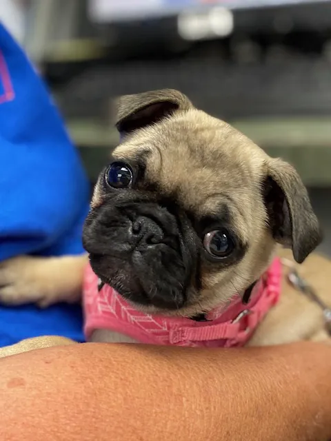 VCA Green Animal Hospital Picture 5