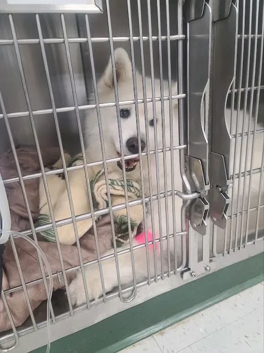 VCA Green Animal Hospital Picture 6