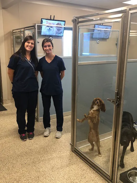 Veterinary Wellness Center of Green and The Cat Clinic Picture 2