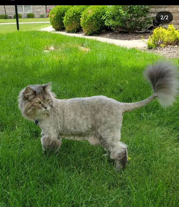 Veterinary Wellness Center of Green and The Cat Clinic Picture 4