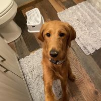 VIP Petcare Vaccination Clinic ico