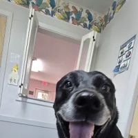 West Geauga Veterinary Hospital ico