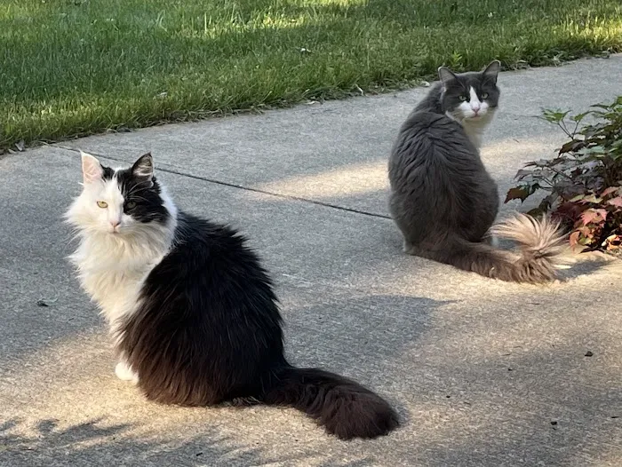 Eastside Dog & Cat Hospital Picture 2