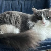 Eastside Dog & Cat Hospital ico