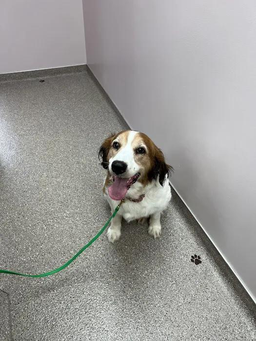 Eastside Dog & Cat Hospital Picture 4