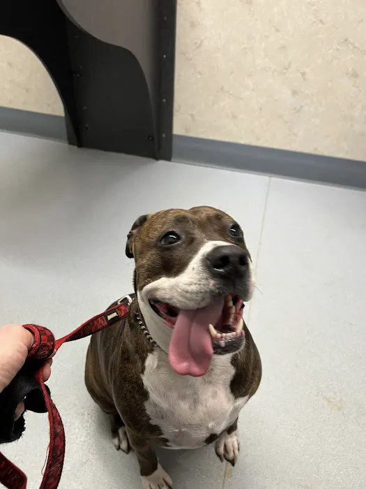 Pet Hospital of Willoughby Picture 1